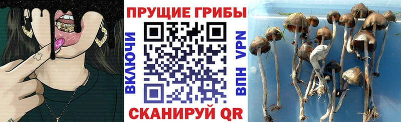 Галлюциногенные грибы Cubensis  Купить закладки  Усолье 